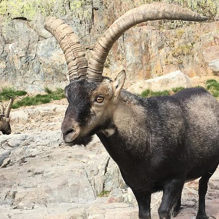 Artesano I Y III Vendégház Navarredonda de Gredos Kültér fotó