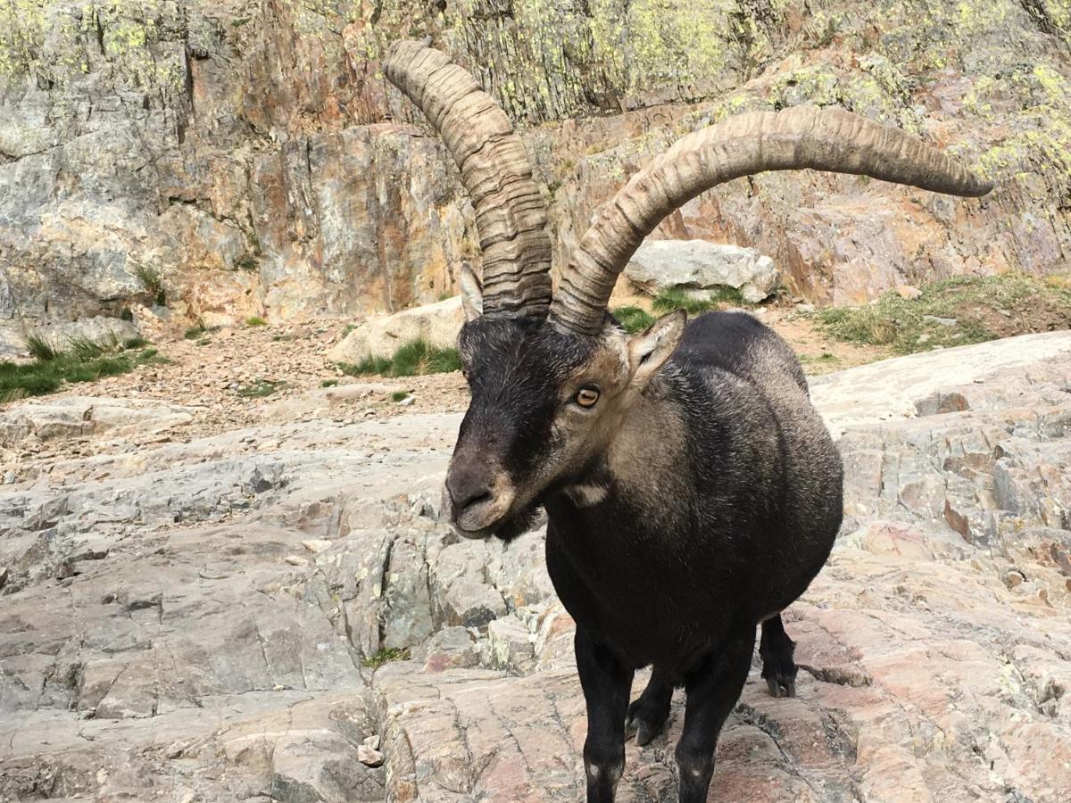 Artesano I Y III Vendégház Navarredonda de Gredos Kültér fotó